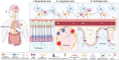 Neuroinflammation in neurodegeneration via microbial infections